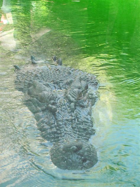 Saltwater Alligator At The Ft Worth Zoo Janice Smart Flickr
