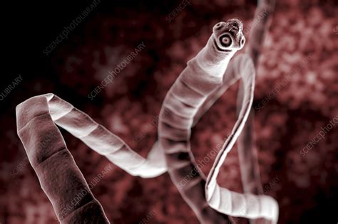 Tapeworm Cestoda Artwork Stock Image C0201932 Science Photo