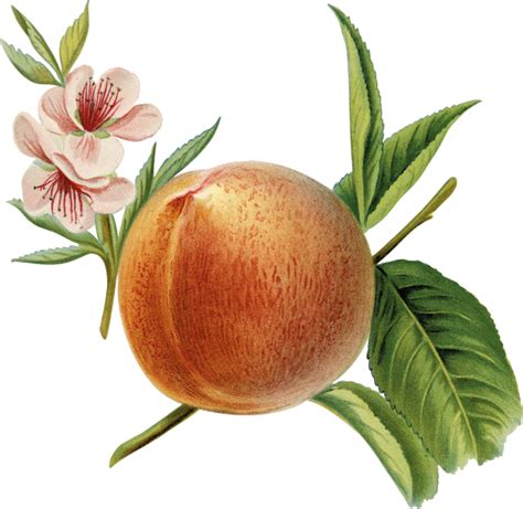Vintage Clipart Peach Fruits Free Stock Photo Public Domain Pictures