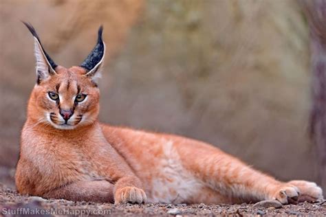 17 Rare Wild Cats You Never Knew Existed Pictures