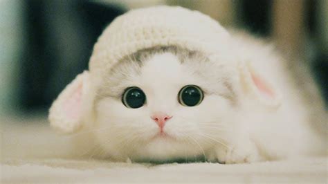 Cute Kittens Will Melt Your Heart Kittens That Will Make You Fall In Love Cat Empire