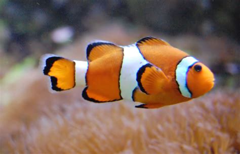 Acheter Poisson pas cher avec comparacile Alimentation et Gastronomie