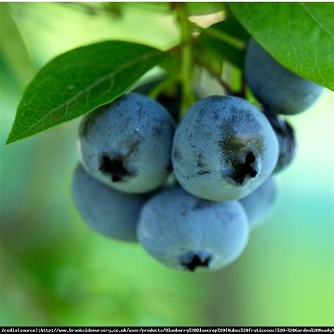 However, planting another variety of blueberry alongside the toro will increase berry production. Borówka amerykańska Bluecrop 2l - Vaccinium corymbosum