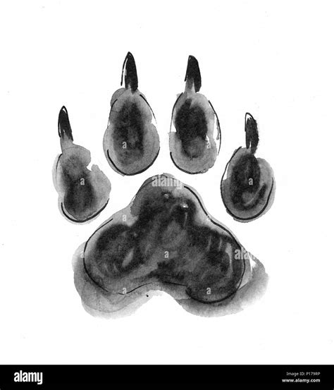 Wolf Paw Print Hi Res Stock Photography And Images Alamy