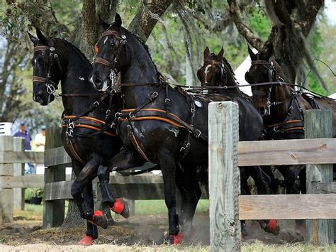 International Combined Driving Event Held At Live Oak Florida C