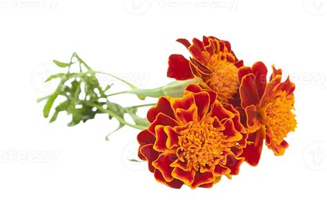 Marigold Flower Png Transparent Background 29711315 Png
