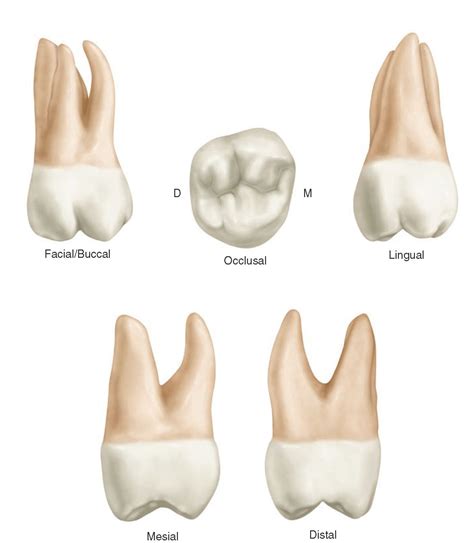 Maxillary 2nd Molar Anatomy