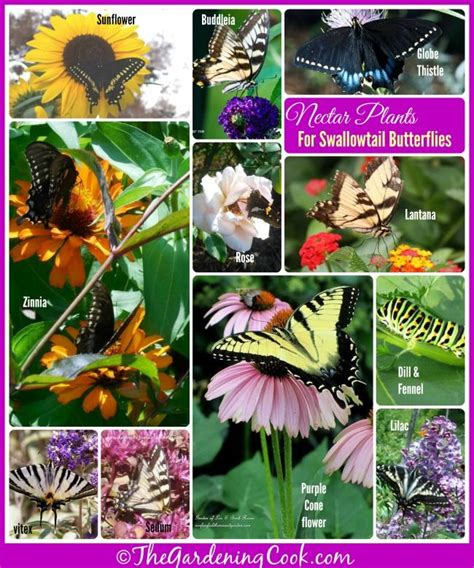 Butterflies And Flowers Are Featured In This Collage