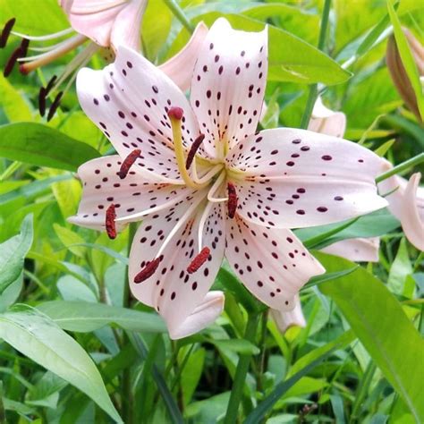 Lilium Asiatic Lily Asiatic Uploaded By Poppysmoonflower
