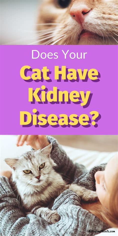 Pin On Cat Health Problems