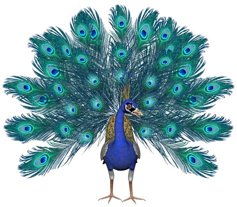 Peacock, Bird, Peacock Feathers, Colored, CrownPeacock ...
