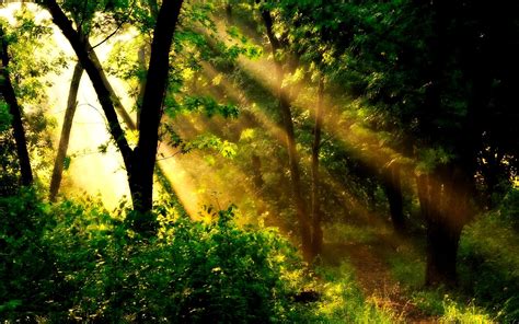 Sunlight In Forest Wallpapers Wallpaper Cave