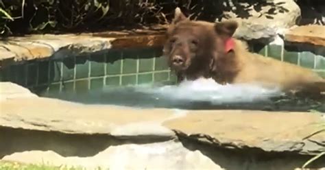 Bear Takes A Dip In Hot Tub Sips Margarita