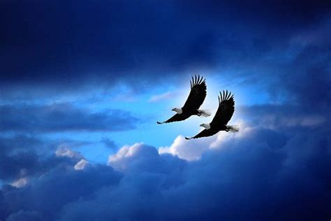 Soaring Through The Storm Eagles In Flight By John Hartung Eagle