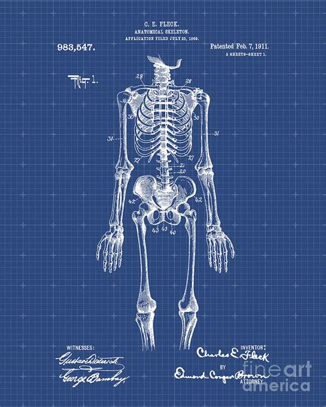 Anatomical Skeleton Patent Print Digital Art By Visual Design Fine