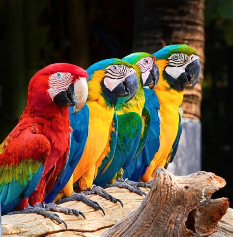 Severa Yellow And Scarlet Macaws Sitting In A Row Pet Birds Macaw