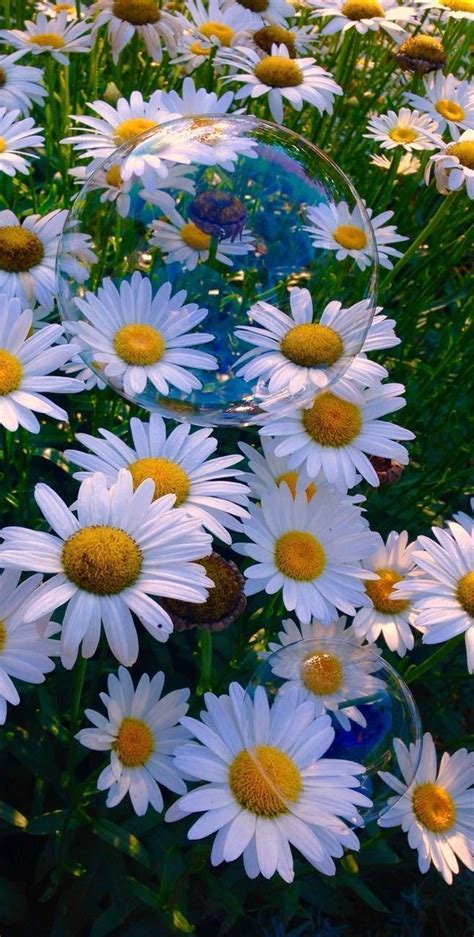 #hintergründe #hintergrund #hintergrnde #aesthetic #bilder #blumen #im