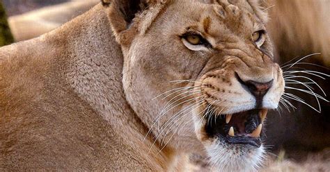 Lioness Kills Father Of Her Cubs After Biting Into His Neck And Holding