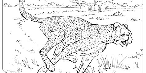Realistic Jungle Animal Coloring Pages Realistic Colo - vrogue.co