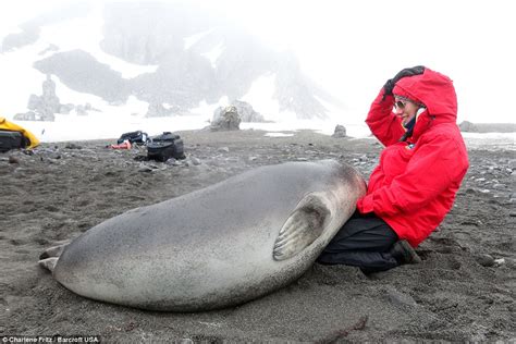 Elephant seal pup weighing 200lb comes up for a cuddle with tourist in