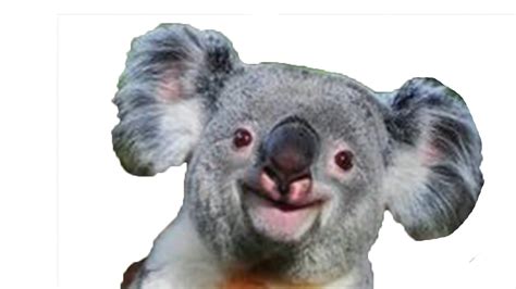 Collection Of Koala Hd Png Pluspng