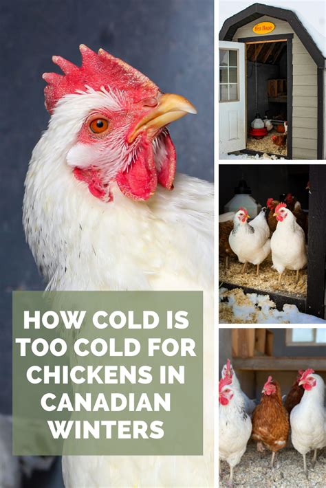 How Cold Is Too Cold For Chickens In Canada From Soil To Soul