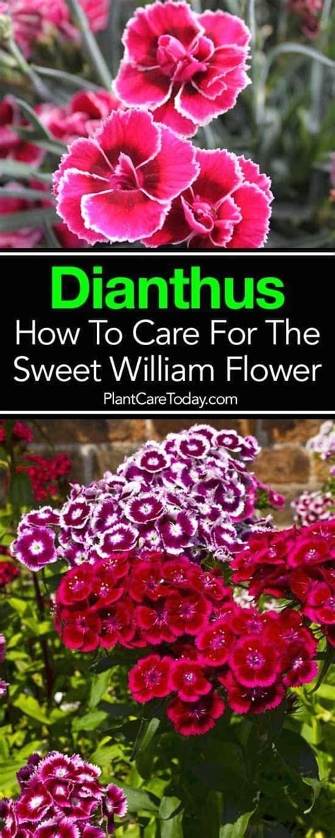 Sweet William Flower Care How To Grow Dianthus Plants 1000 Sweet