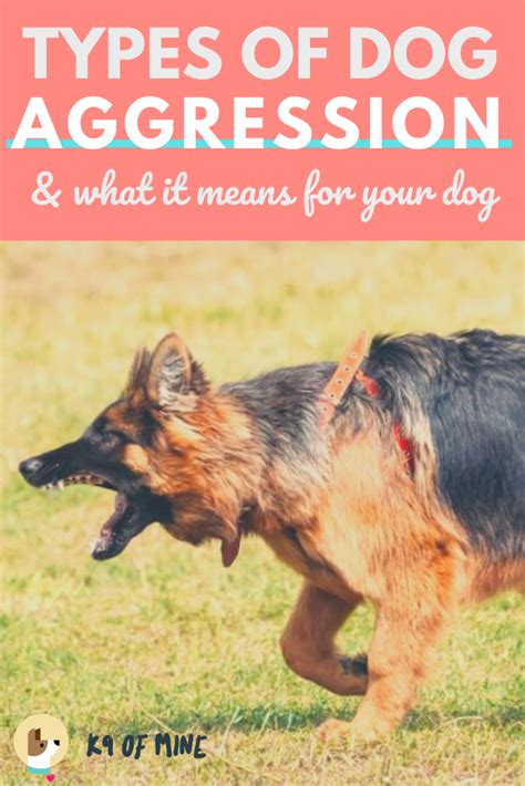 11 Types Of Dog Aggression Why Is Your Dog Acting Aggressively
