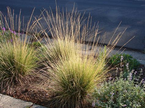 The Most Drought Tolerant Waterwise Ornamental Grasses For Utah