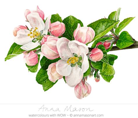 Apple Blossom Png 20 Free Cliparts Download Images On Clipground 2023