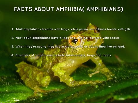 What Are Examples Of Amphibians Quora