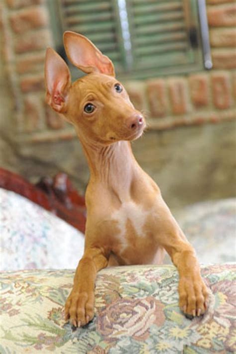Although it is known as a great hunting dog in the field, as a house dog, it is a loving, gentle, and friendly dog breed. The Cirneco dell'Etna and similar Mediterranean island hunting breeds like the Pharaoh hound and ...