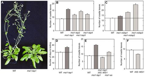 Regulation Of Flowering Time By Arabidopsis Msi1 Development