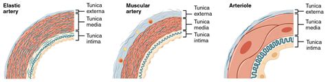 Why are the major blood vessels found on the surface of the heart and not within the muscle? 20.1 Structure and Function of Blood Vessels - Anatomy and ...