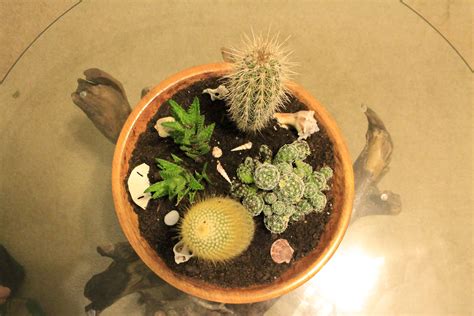 Watch this step by step video tutorial on how to make a succulent garden for your home. A Dipped Wooden Bowl Cactus Garden