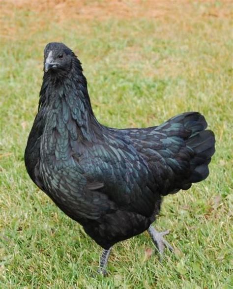 This bird lays eggs with a yellowish shell. Black Sumatra hen