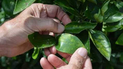 Has A Cure Been Found For Citrus Greening Citrus Greening The Cure