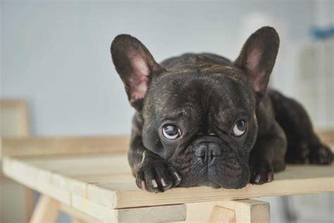 Is The Frug One The Cutest Dogs In The World K9 Web