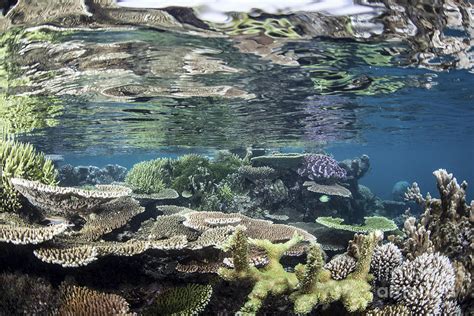 Reef Building Corals In Raja Ampat Photograph By Ethan Daniels Fine