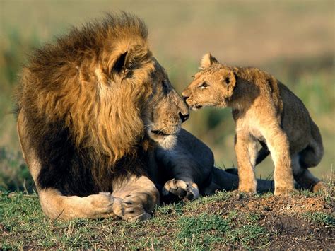 Wild Animals | Any Photo Album