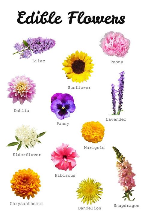 Flowers name list in malayalam. Your Guide To Edible Flowers | Edible flowers recipes ...