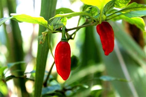 Kanthari Birdseye Chilli Pepper 50 Seeds Heirloom 100 Etsy