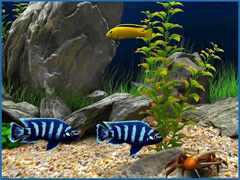Dream Aquarium Screensaver 2020 Download Screensaversbiz