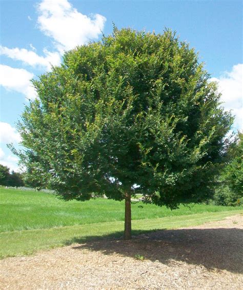 We did not find results for: Allee® Chinese Elm