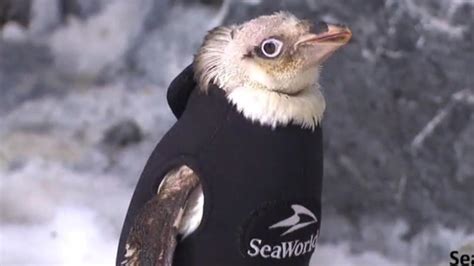 Featherless Seaworld Penguin Gets Customised Wetsuit Newshub