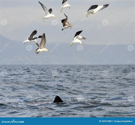 Fin Of A Great White Shark And Seagulls Stock Photo Image Of Splash