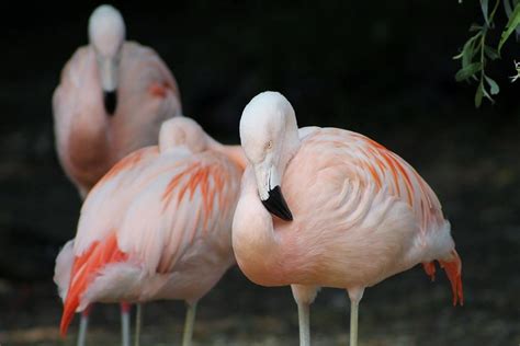 Pink Flamingos Photograph By Wendy Gertz Pixels