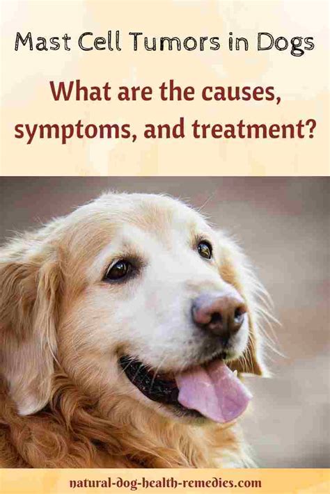 Mast Cell Tumors In Dogs Symptoms And Treatment