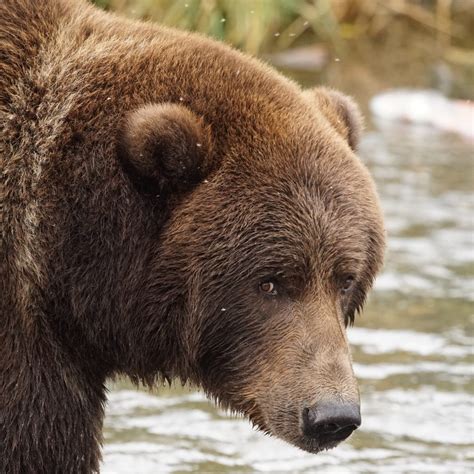Bear Viewing Kodiak Brown Bear Center Lodge
