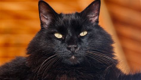 black-cat - We Care Animal Rescue